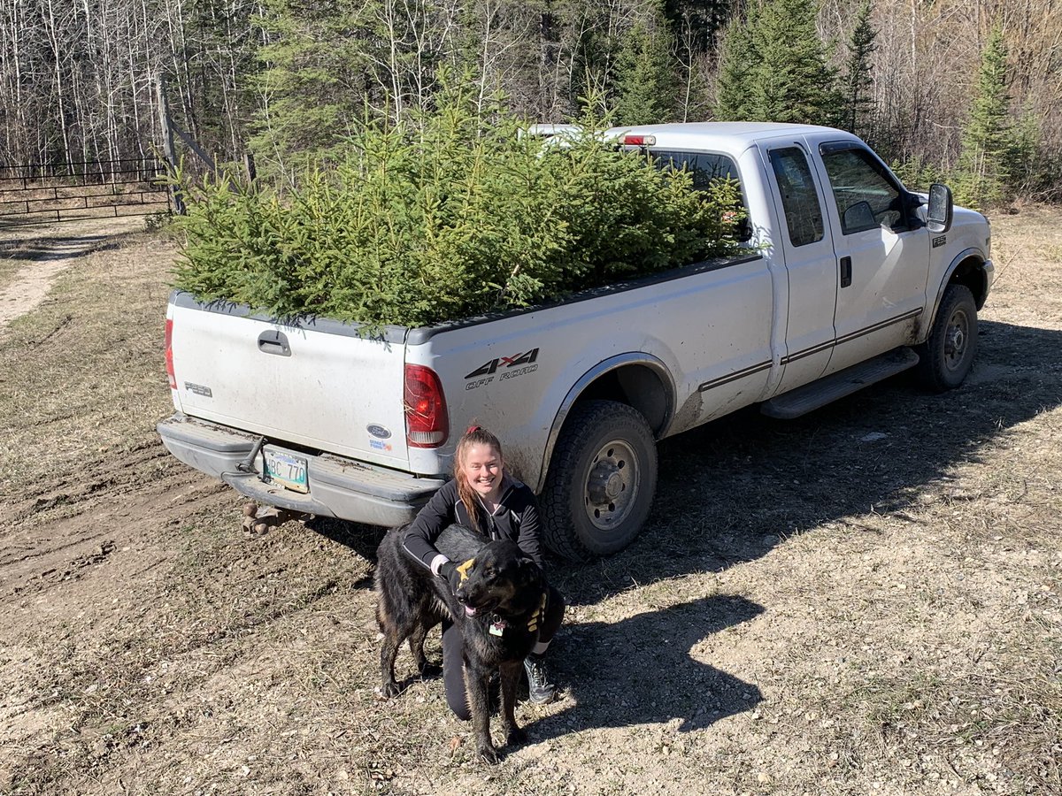 willgoodon's tweet image. Every year, we dig a few trees to sell, plus these trees might get mowed down anyway. Today, @taylor_goodon and Scout helped me get this truckload. It was a nice morning to be outside. #sprucetrees