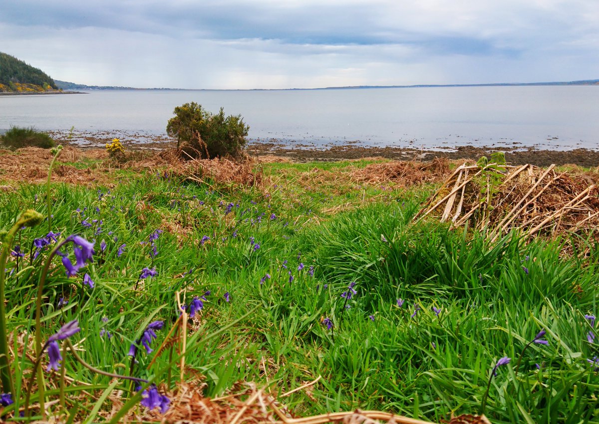 mzchambers's tweet photo. Out for a run to explore and clear the mind. Following paths and trails to empty thoughs. Witch lead to a sea of blue bells by the ocean.

#run #clearthemind #scotland #bluebells #sea #view #explore
https://t.co/AP9iZoYijF https://t.co/IAKfZNdaIK
