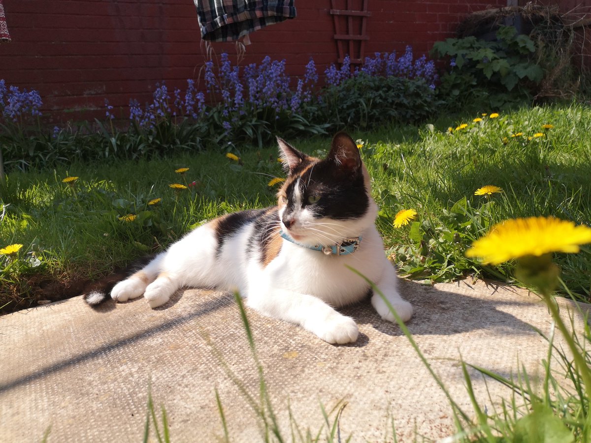 NiflheimPhoto's tweet photo. Boblet sunning herself in the lockdown sun! #sun #lockdownuk #DontEndTheLockdown https://t.co/kzbyVC7VhU