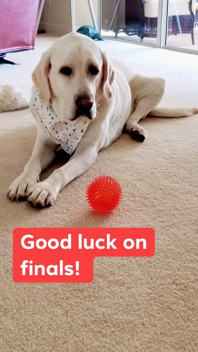 AskSteenbock's tweet photo. Final push through finals! Here is Morgan, therapy dog, social distancing and celebrating her 6th bday! She wishes you all good luck on finals #sitstaystudy #studystrong https://t.co/O9fSfEOHbT