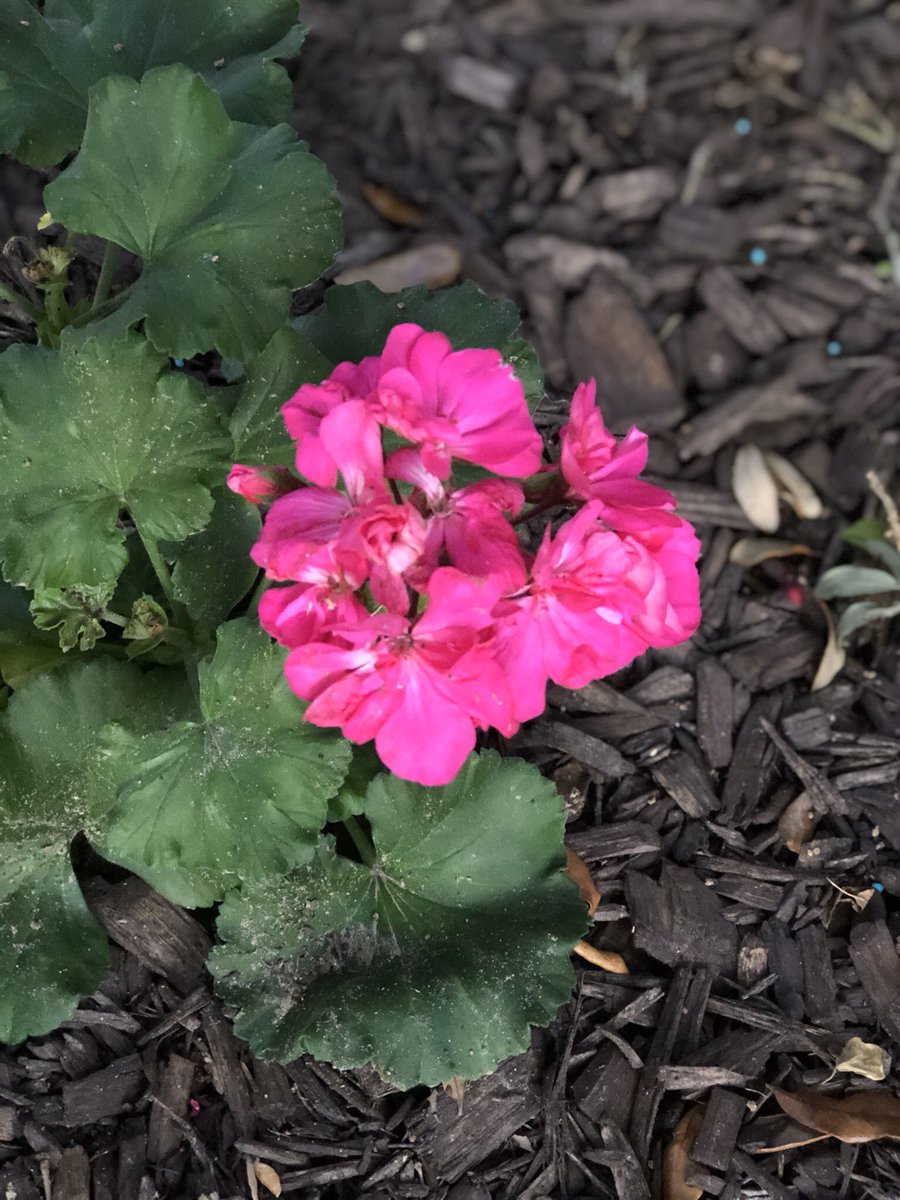 maggierene24's tweet photo. @BTS_twt Sky from the boat on Saturday and flowers from my garden 🌄💐🥀🌺🌸🌹🌻 https://t.co/PAEWAgDrvc