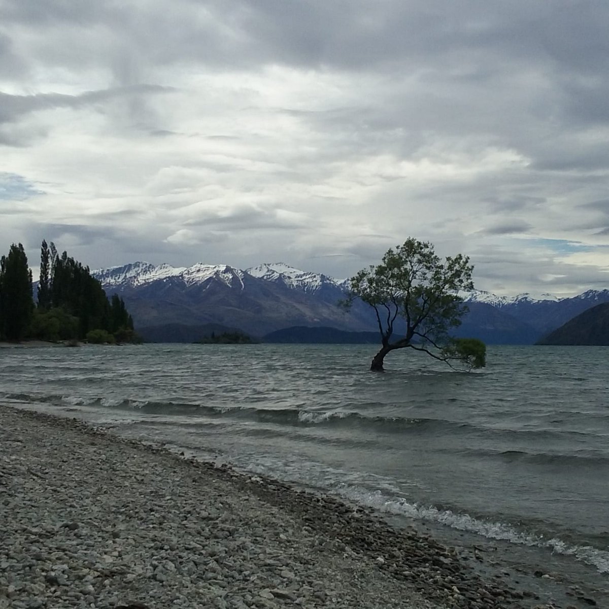 WanderPlusLust's tweet photo. Four years ago we finally joined our travels and met again in #NewZealand.

Here is one of the most iconic spots in the country to celebrate our anniversary from our sofa: #ThatWanakaTree.

#wanderlust #WanderPlusLust #quarantravel #VirtualTravelling https://t.co/q3OQn5mL1A