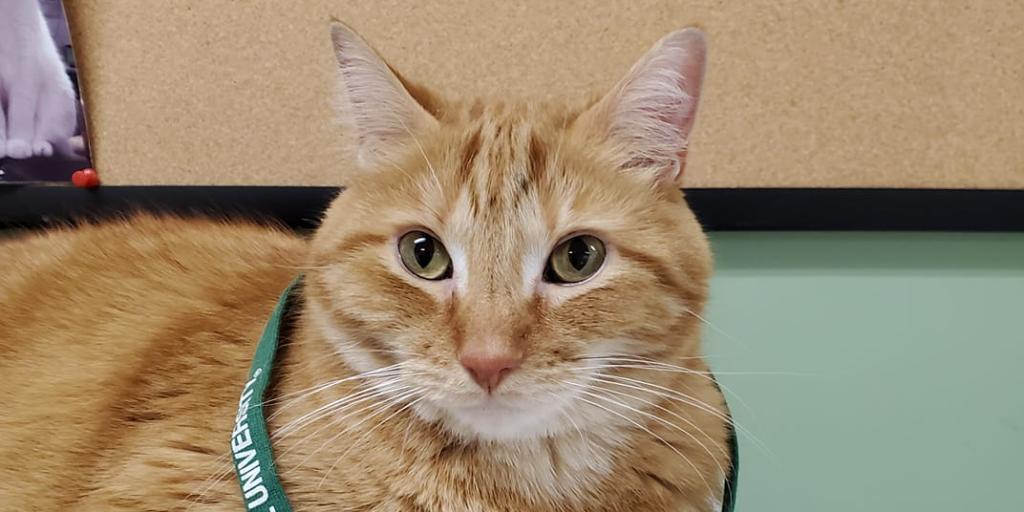 DrWilson_Meow's tweet photo. another note. for #msugrad20: go out there. and show the world. how #spartans. get things done. #gogreen #gowilson https://t.co/f3tbqwKylC