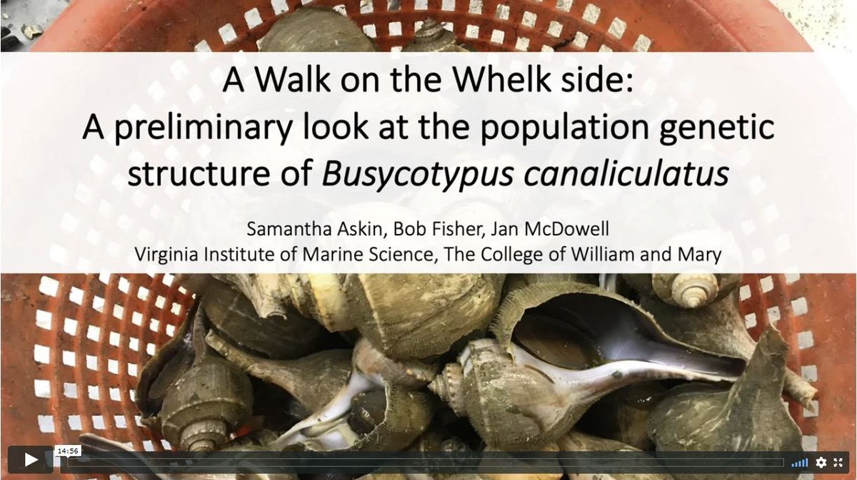 AFSvirtspring's tweet photo. Our ninth talk of the day Population genetic structure of Channeled Whelk: Implications for management in the mid-Atlantic #AFSvirtualspring #fishsci @VIMS_News https://t.co/MvpZFiZcC9