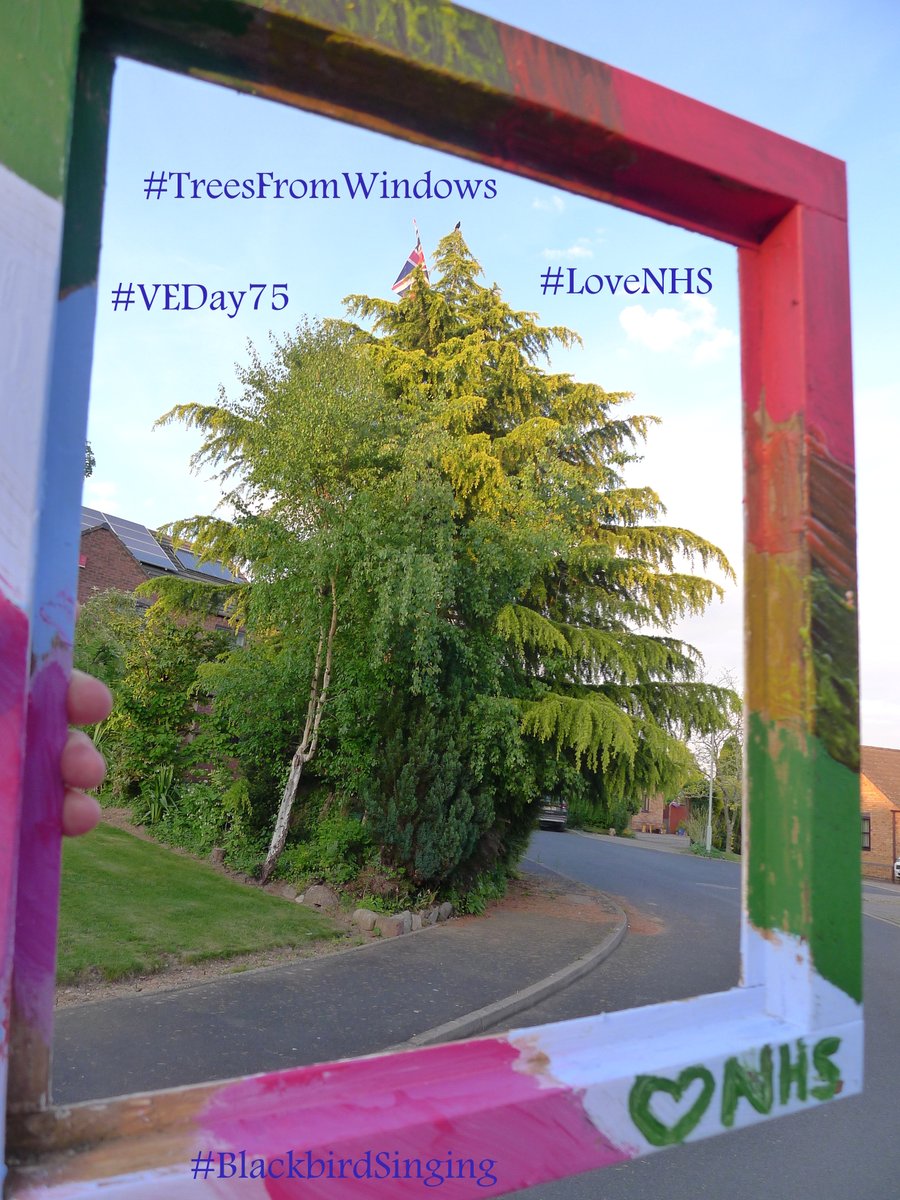 treesfromwindow's tweet photo. Mr #blackbird sitting atop my #Larch #treesfromwindows think he is singing in praise of our #NHSheroes & #VEDay75 Heroes #VEDayAtHome #VEDay2020 #VEDay @NHSuk @StGeorgesTrust @DMS_MilMed @DMS_RCDM Massive tks to @RJAH_NHS and #LtColCarlMeyer for fixing my nasty #Dogbitten hand https://t.co/LpIdvUte1V