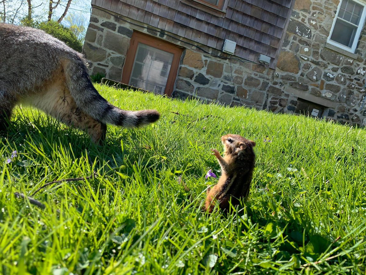 dolostone's tweet photo. Chippy the Chipmunk and Rey the Kitten playing this morning. Note how Rey carries her friend by the chip-scruff. #ChippyTheChipmunk #ReyTheKitten #CatchAndRelease #adoptdontshop https://t.co/DLECJfcVUS