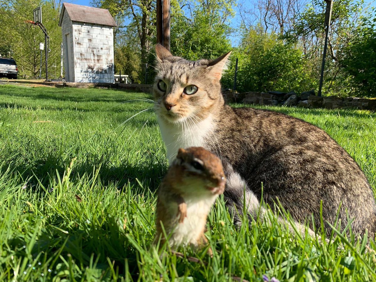 dolostone's tweet photo. Chippy the Chipmunk and Rey the Kitten playing this morning. Note how Rey carries her friend by the chip-scruff. #ChippyTheChipmunk #ReyTheKitten #CatchAndRelease #adoptdontshop https://t.co/DLECJfcVUS