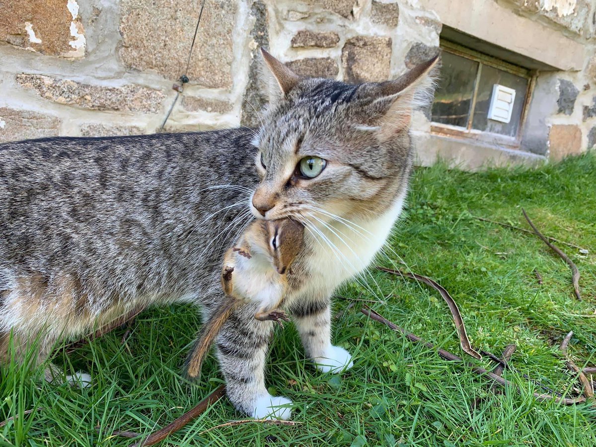 dolostone's tweet photo. Chippy the Chipmunk and Rey the Kitten playing this morning. Note how Rey carries her friend by the chip-scruff. #ChippyTheChipmunk #ReyTheKitten #CatchAndRelease #adoptdontshop https://t.co/DLECJfcVUS