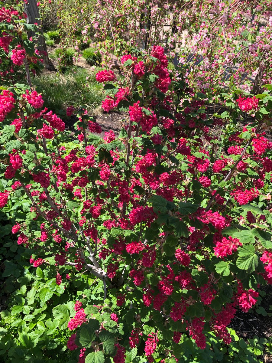 The Redflower Currant (Ribes sanguineum) a native of the Western US and Canada flowering now <a href="/redbuttegarden/">Red Butte Garden</a> . Gorgeous red flowers in spring and edible fruit in the summer. The flowers are beloved by pollinators too. 
In the #Grossulariaceae family