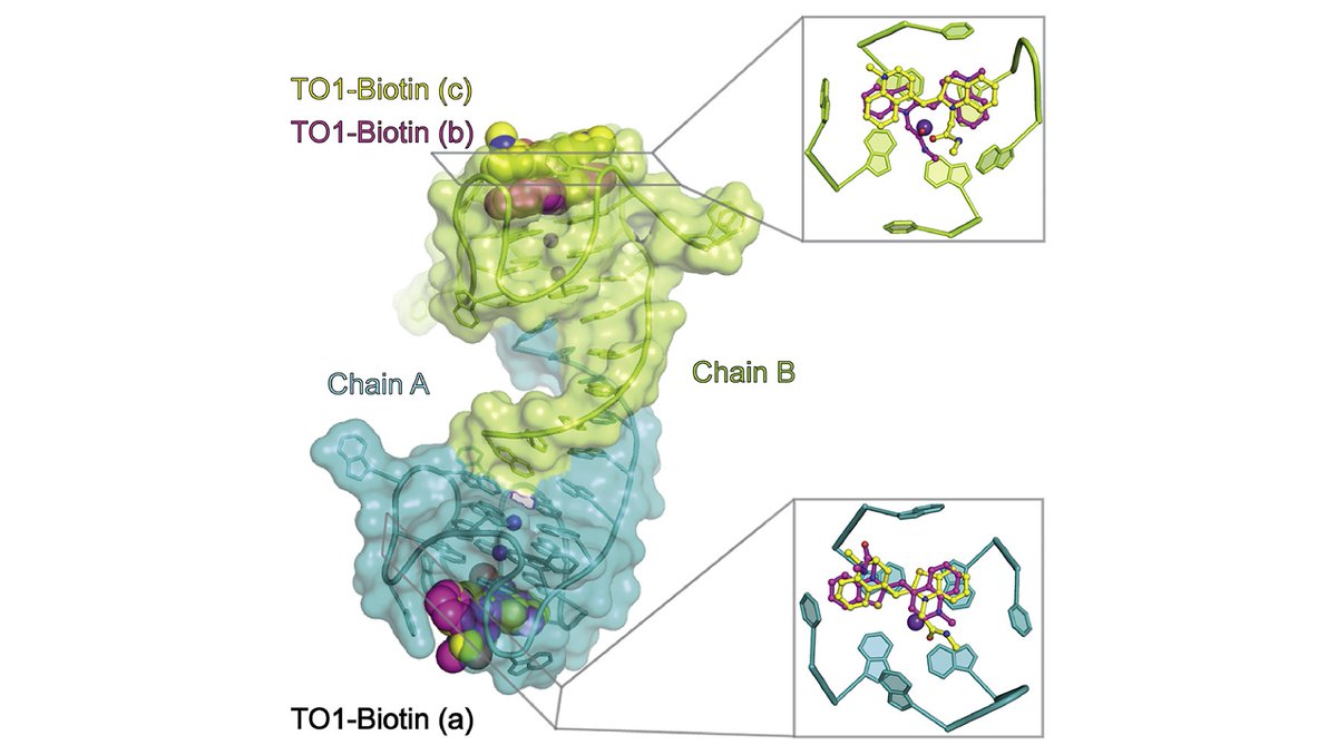 Structure (@structure_cp) on Twitter photo Fluorescent RNA aptamers are used as biosensors and tags for tracking transcripts. Trachman et al. and Adrian R. Ferré-D'Amaré @nih_nhlbi describe the X-ray crystal structure of fluorogenic RNA #aptamer Mango-IV, revealing a domain-swapped homodimer. bit.ly/2SMUeUy Fluorescent RNA aptamers are used as biosensors and tags for tracking transcripts. Trachman et al. and Adrian R. Ferré-D'Amaré @nih_nhlbi describe the X-ray crystal structure of fluorogenic RNA #aptamer Mango-IV, revealing a domain-swapped homodimer. bit.ly/2SMUeUy