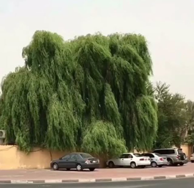 #جود_الموظفين
 الغاف الخليجي 
Prosopis cineraria
شيء من الآخر.. أزرعوها عندكم.. متحملة الحرارة والعطش ودائمة الخضرة.