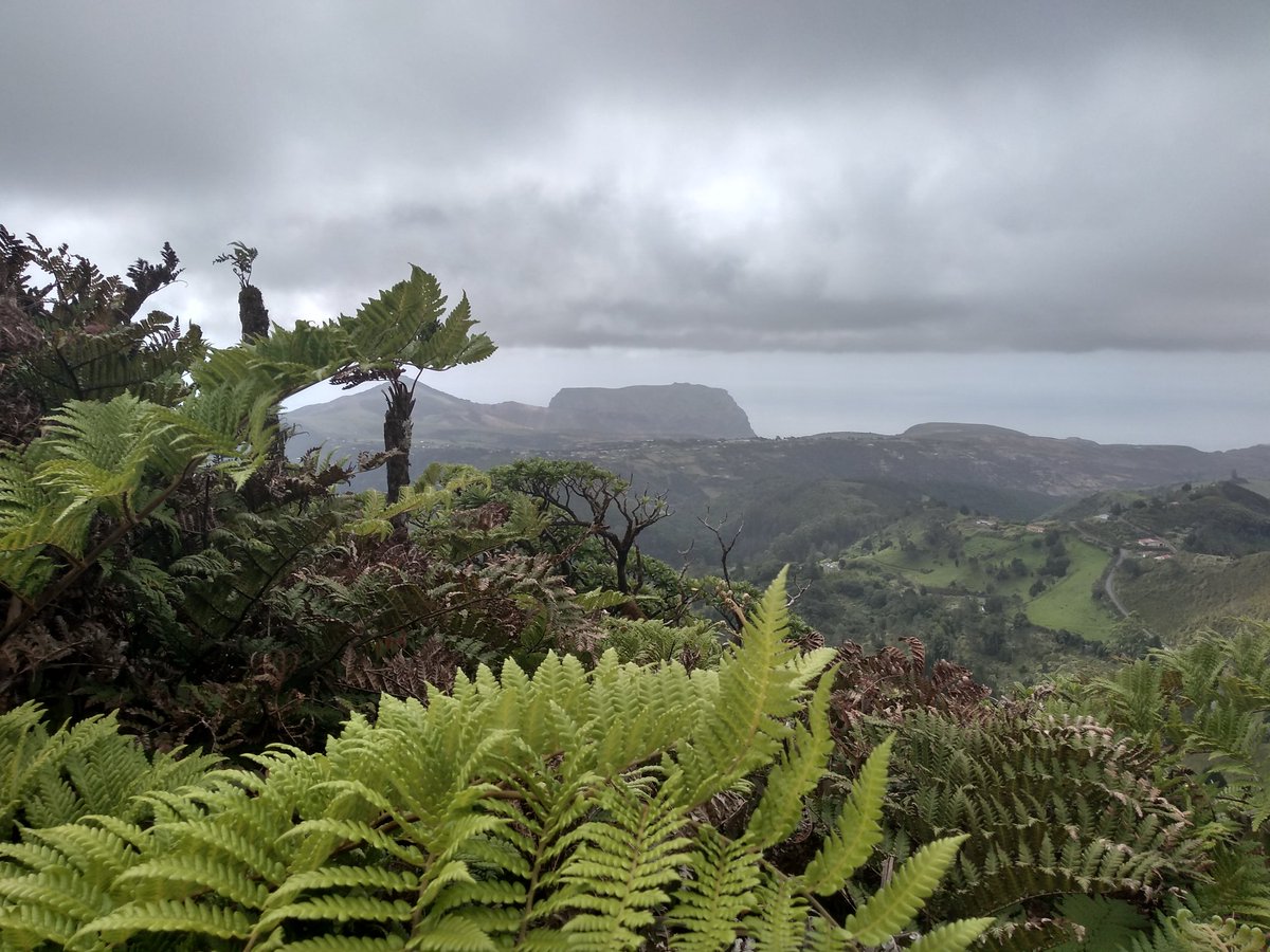 ShaylaEllick's tweet photo. Pretty spectacular walk to Diana's Peak today - beautiful #StHelena endemic flora admired and excessive amounts of tree fern frond silhouette photos taken ✔️ 💚
#WalkStHelena https://t.co/Fg9YeJeqOM