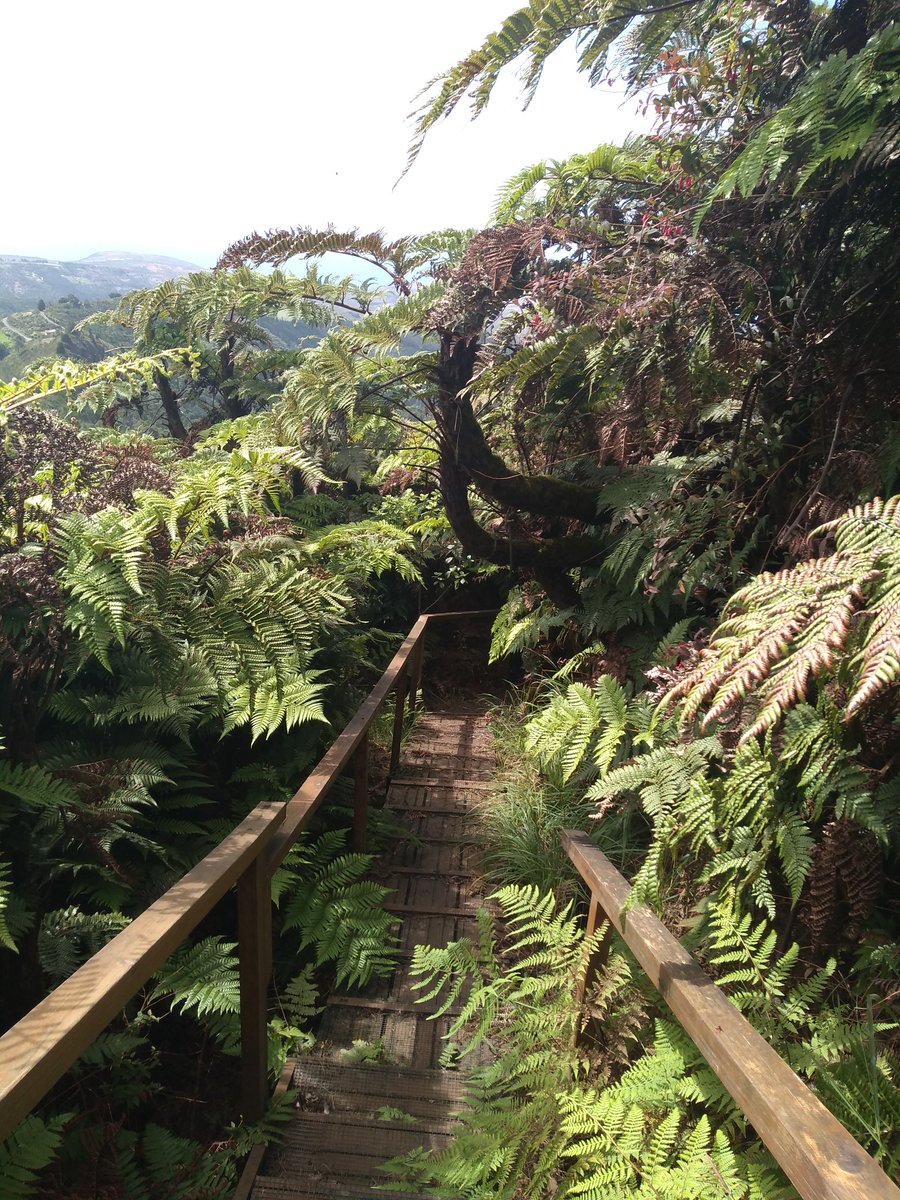 ShaylaEllick's tweet photo. Pretty spectacular walk to Diana's Peak today - beautiful #StHelena endemic flora admired and excessive amounts of tree fern frond silhouette photos taken ✔️ 💚
#WalkStHelena https://t.co/Fg9YeJeqOM
