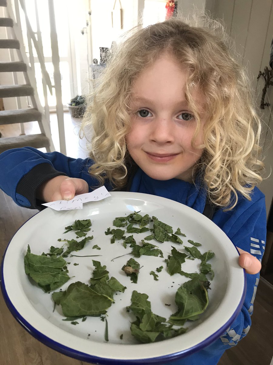 Niccampbe's tweet photo. Today was filled with maths, fridge cakes and finding a new pet; slimy the snail who vanished (into Hamish’ chops 😩) @ardeleyschool #ripslimey https://t.co/iVVG0kX4tg
