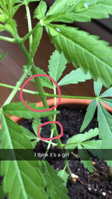 🙌🙌🌿 https://t.co/EyDOrY2AeA