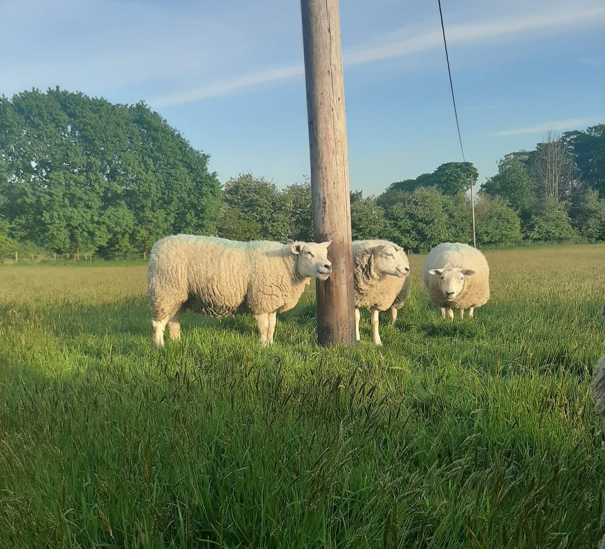 amanda williams tweet media