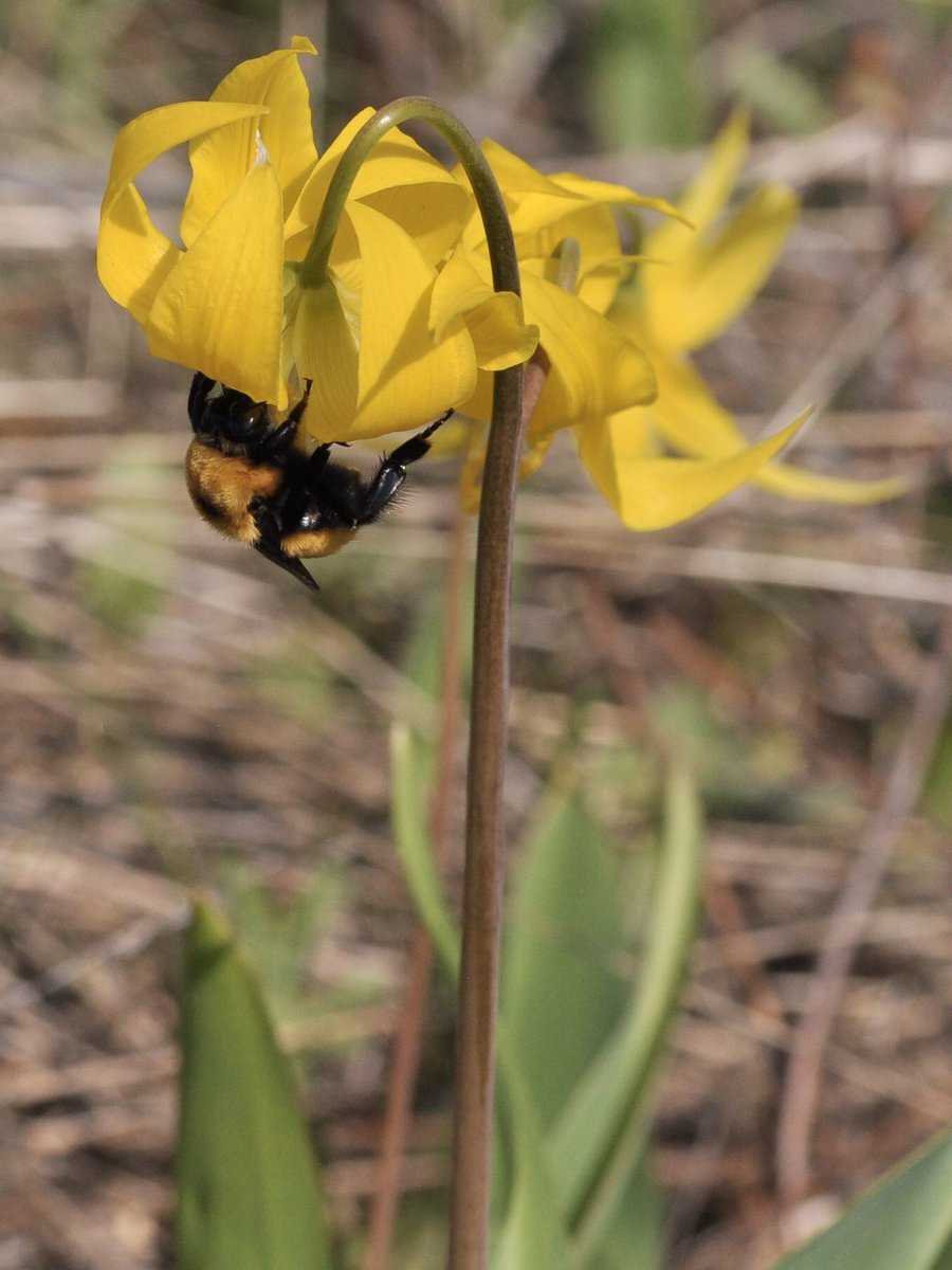 manysarahs's tweet image. Biggest bumble bee in my neck of the woods, Nevada bumble bee queen (Bombus nevadensis). She hangs skillfully from a yellow avalanche lily (Erythronium grandiflorum).