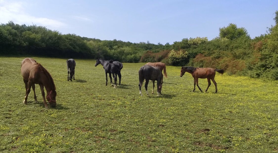 #AtYarışlarıBaşlasın