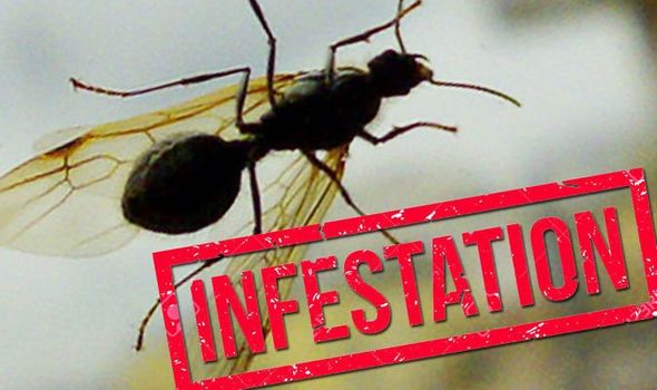 EnviroCare's tweet photo. Ant infestations are usually accompanied by nests that are within close distance of the house. Look for small mounds of dirt with plenty of ants milling around. They will seem minor and insignificant, but there are countless ants just underneath the surface.🐜#greenpestsolution https://t.co/2Pkzl1LB3x