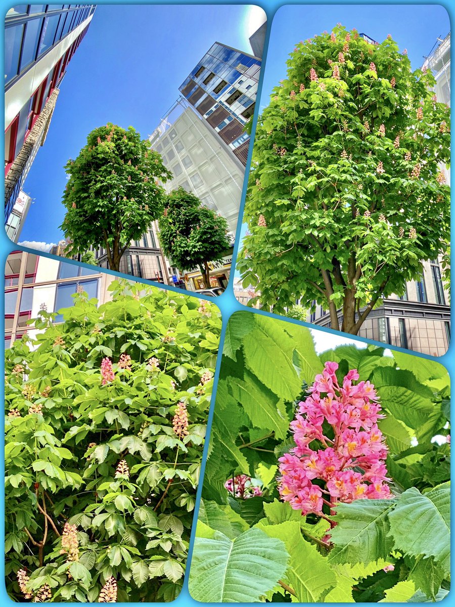 Jinmo Marronnier Horse Chestnut Flowers Have Bloomed On The Marronnier Street In Ginza Tokyo So Lovely 銀座のマロニエ通りのマロニエ 西洋栃の木 が 薄桃色の可愛い 花を満開させました 愛らしい T Co Oyhm2anjii
