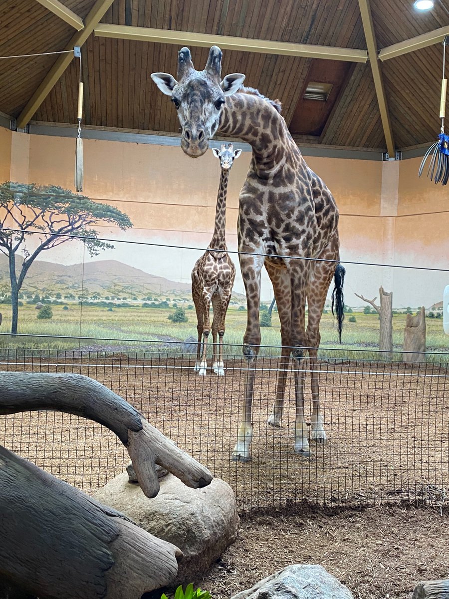 The Toronto Zoo tweet media