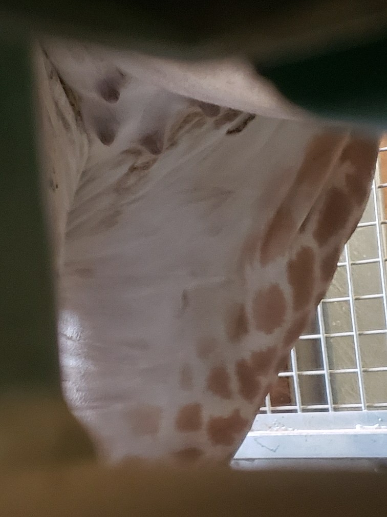 The Toronto Zoo tweet media