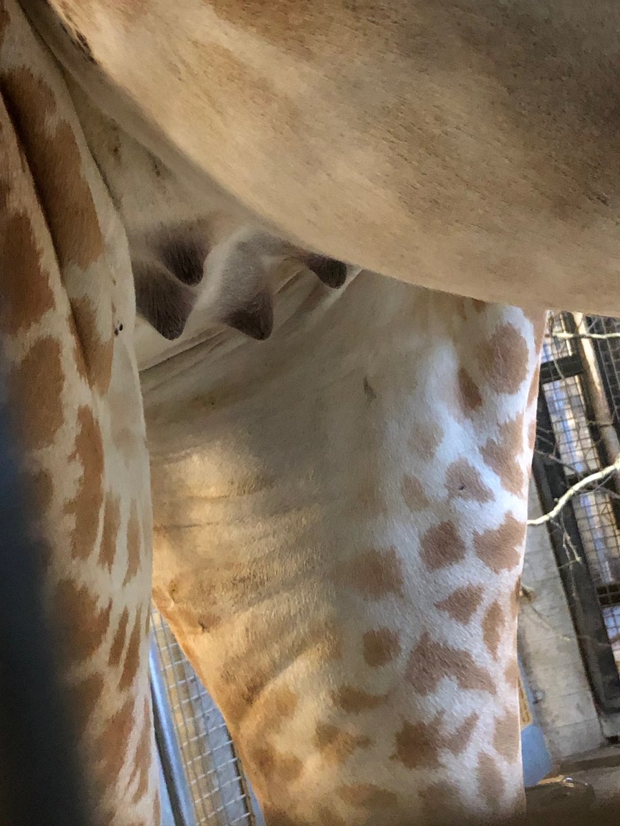 The Toronto Zoo tweet media