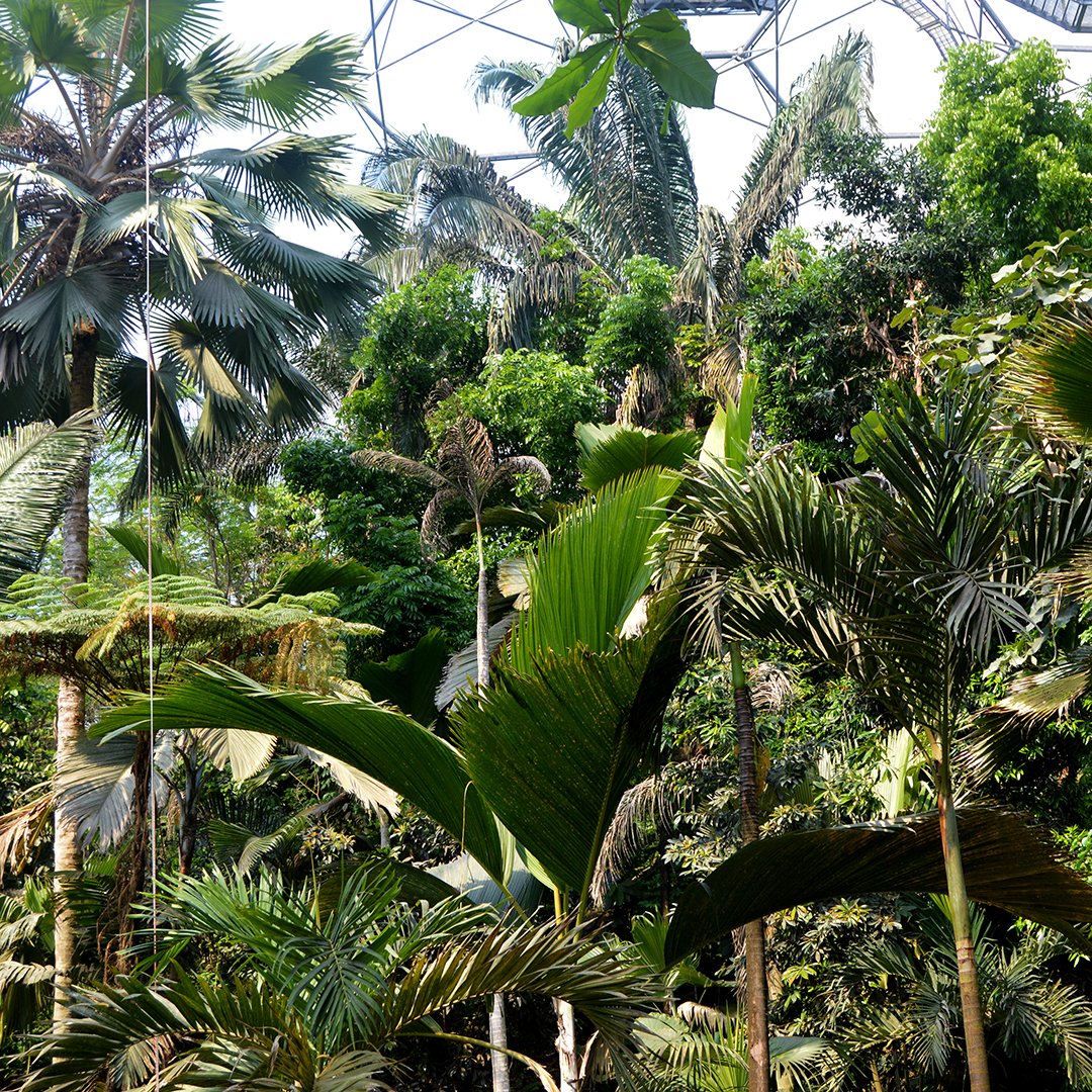 The majestic palms of our Rainforest Biome look stunning all year round. 🌴🌴🌴