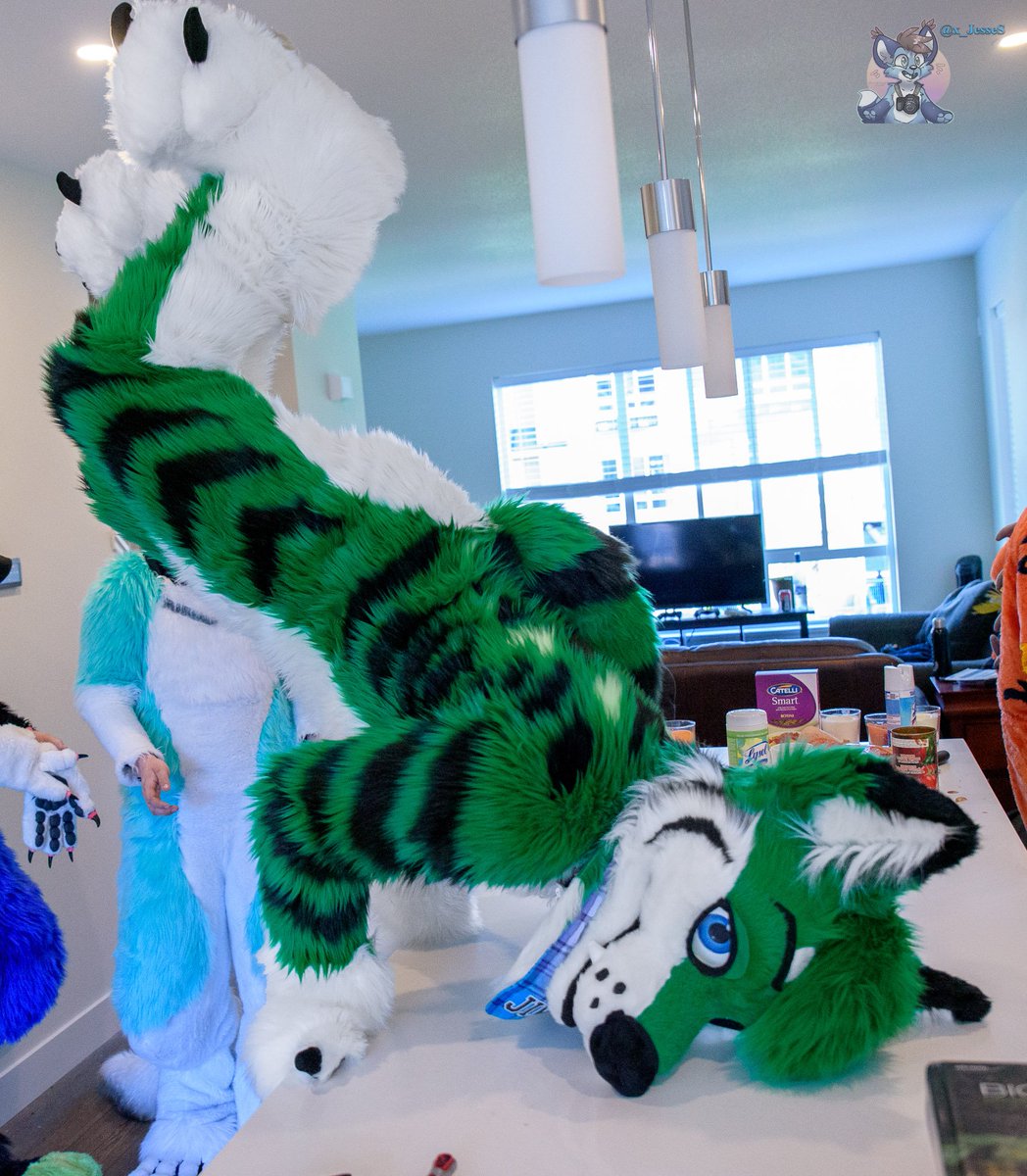 Cute but stroung waff ~ 
Challenge all of you to replicate the pose !
Bonus points for suit pics
You have 24 hours , GO !
📸 @x_JesseS 
🎨 <a href="/fursonalities/">🌿🌺Fursonalities🌺🌿</a> 
#Jikpic #fursuit #furry