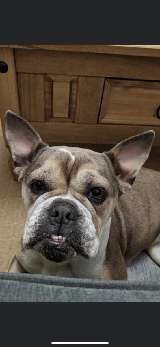 FLOOF_uk's tweet photo. πΎ Faith πΎ
Iβm sure you agree Faith looks so much better. HUGE #thankyou to #WellpetsCwmbran for their care. Their vet nurse has been taking Faith home to recuperate and have also discounted the bill for us. Thank you.
#wellpets #cwbran #vets https://t.co/Z0Hx2TRCIm
