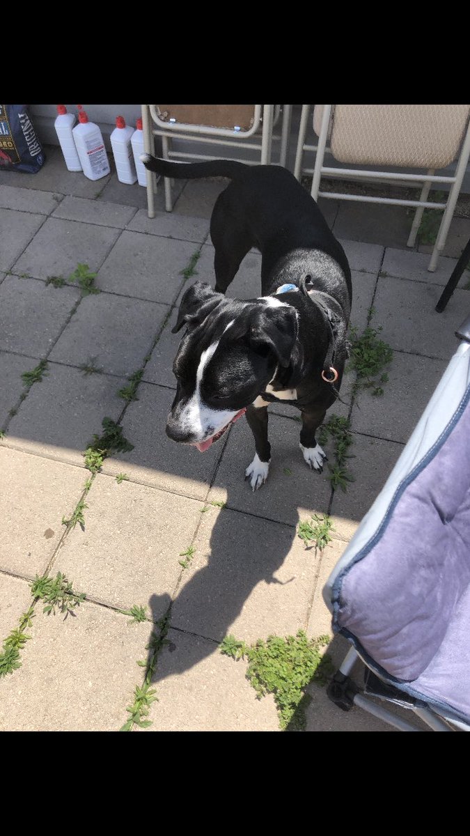 Carlee_Lindsey's tweet photo. Anyone missing their dog? He was running around by my house in Hays, KS. Super friendly with a dog tag but no number to call. Please help me find his owner! https://t.co/RvPNqA5RW4