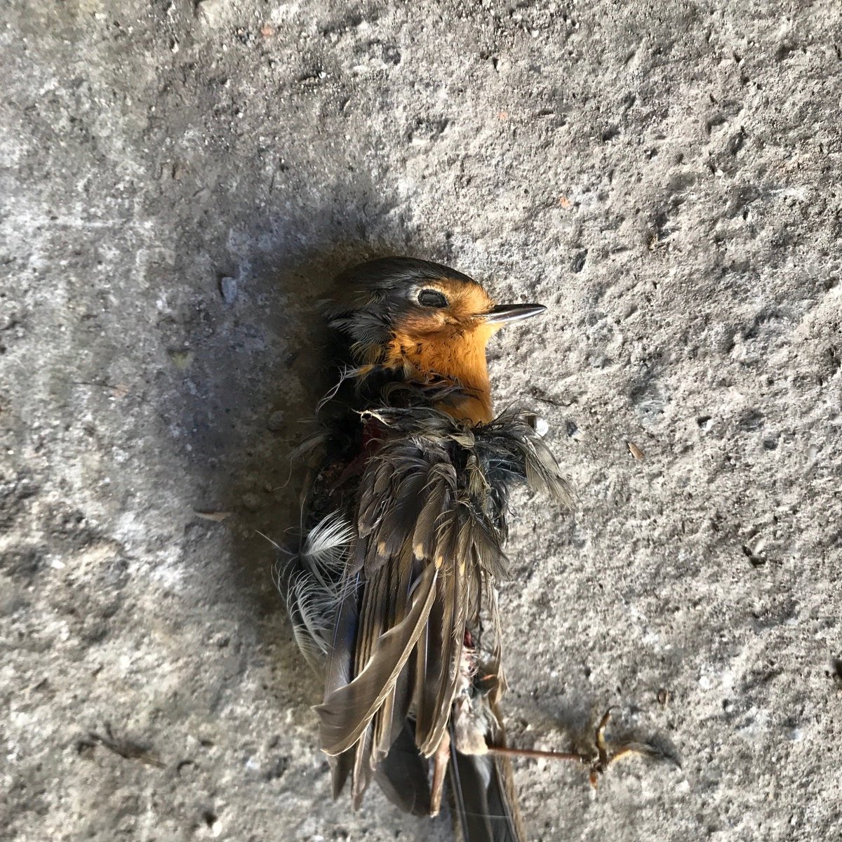 Kozlon1's tweet image. "An old woman from a remote valley in Trebuša once told me a prophecy: "Times will come when people will start to do harm to small and innocent creatures. That's the time when humanity will decay.""