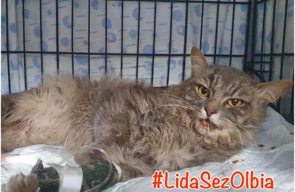 LidaSezOlbia's tweet photo. Il nostro #Nottulino rimane in #prognosiriservata ma possiamo dirvi che reagisce alle #terapie. È un #gatto molto buono, chiaramente domestico e fa tanto male al cuore sapere quanto lui stia soffrendo lontano dai suoi affetti.
Ci siamo noi, faremo di tutto per lui. https://t.co/ogK3EzoavR