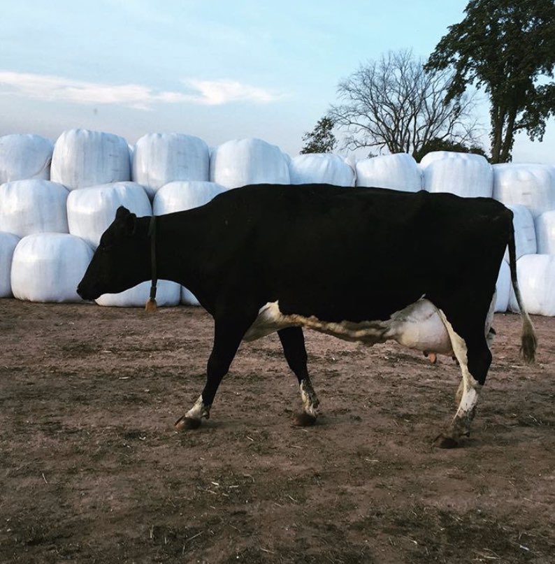 Hard day saying goodbye Breeze today. I sure will miss cow snuggles and morning scratches with you girl. Breeze was my very own cow giving to me by my dad and this picture was taking the day she got her “E”.