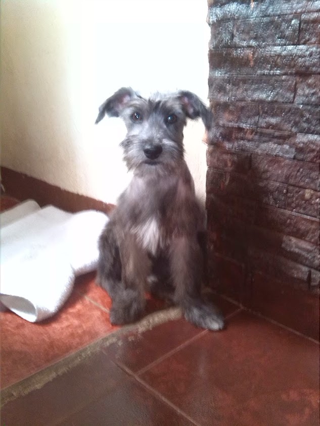 mayrlen_1406's tweet photo. Se Busca, Mi perrito se llama Sherman lo estoy buscando xq desde el día Domingo se me salió de casa en un descuido, vivo en la zona de San Martin y me dicen los vecinos q agarró hacia el túnel de la planicie, porfa ayúdenme a difundir la información. https://t.co/WC6g8fWSGp