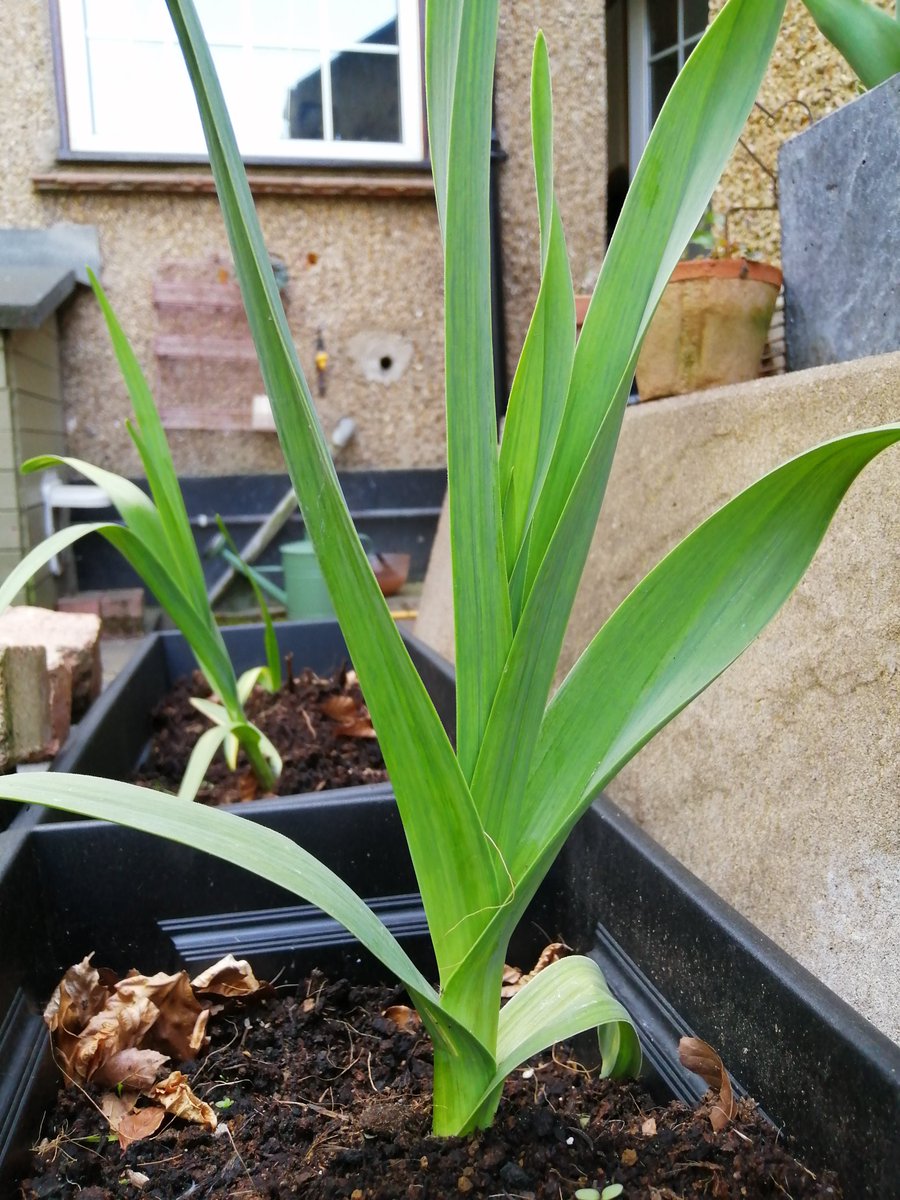 na_okon's tweet photo. My garden. Growing🌱and glowing✨ #vegetablegarden #brassica #cabbage #couliflower #stembroccoli #raisedbed #springonoons #regrowthvegetable #elephantgarlic #mygarden #may https://t.co/ql9k1vI09J