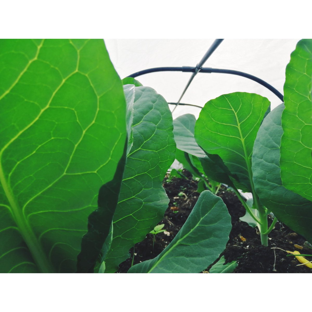 na_okon's tweet photo. My garden. Growing🌱and glowing✨ #vegetablegarden #brassica #cabbage #couliflower #stembroccoli #raisedbed #springonoons #regrowthvegetable #elephantgarlic #mygarden #may https://t.co/ql9k1vI09J