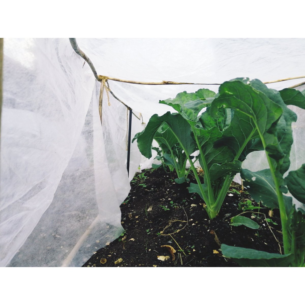 na_okon's tweet photo. My garden. Growing🌱and glowing✨ #vegetablegarden #brassica #cabbage #couliflower #stembroccoli #raisedbed #springonoons #regrowthvegetable #elephantgarlic #mygarden #may https://t.co/ql9k1vI09J