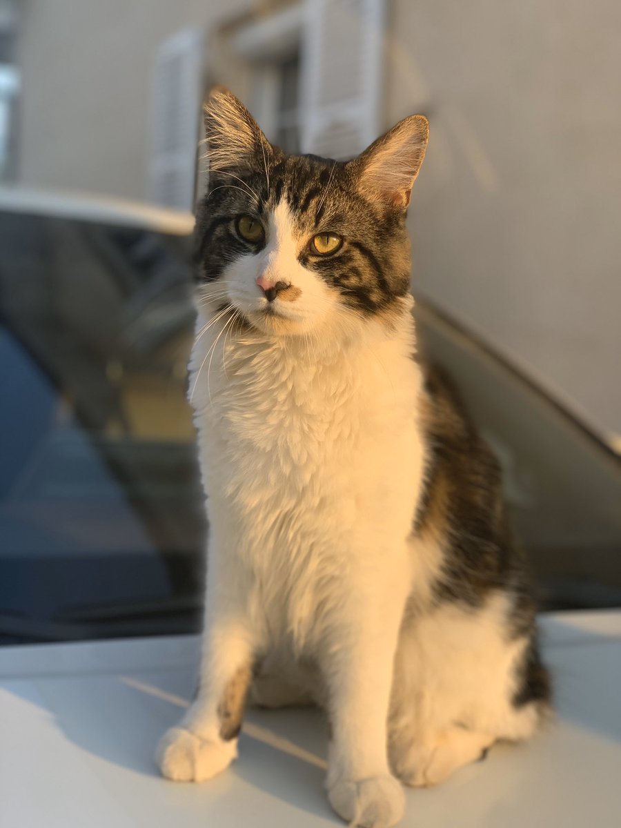 N_7151's tweet photo. Le chaton de ma soeur est perdu depuis le 4/05 à Chalon s/ Saone
Il a 9 mois, et n’est pas du tout craintif.

Merci de prendre 2 sec pour rt
Si vous pensez l’avoir vu ; mes dm sont ouverts https://t.co/n4YYXoP1cd