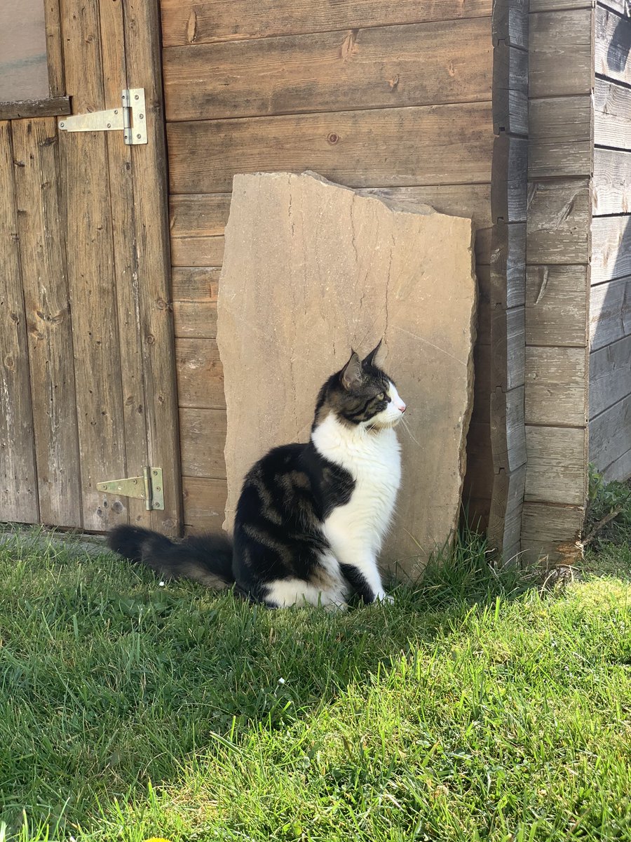 N_7151's tweet photo. Le chaton de ma soeur est perdu depuis le 4/05 à Chalon s/ Saone
Il a 9 mois, et n’est pas du tout craintif.

Merci de prendre 2 sec pour rt
Si vous pensez l’avoir vu ; mes dm sont ouverts https://t.co/n4YYXoP1cd