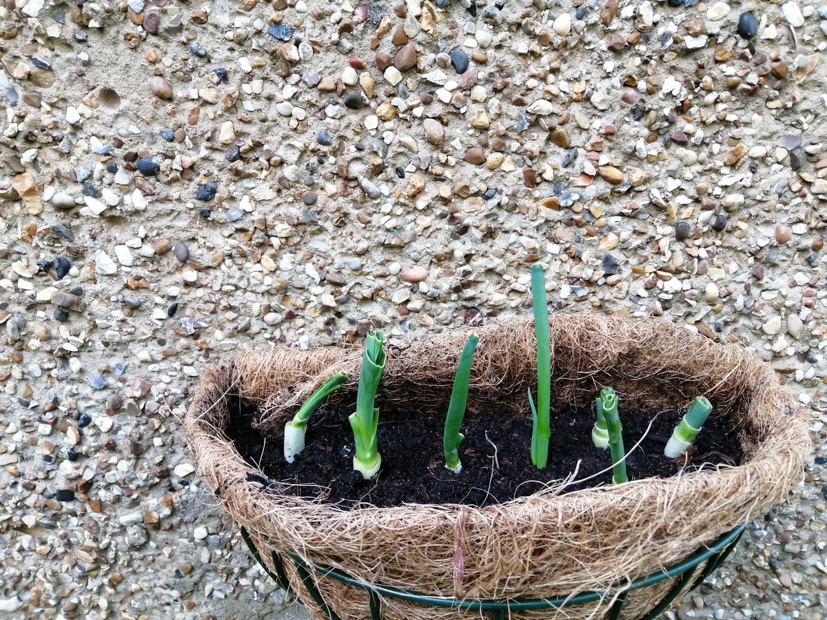 na_okon's tweet photo. My garden. Growing🌱and glowing✨ #vegetablegarden #brassica #cabbage #couliflower #stembroccoli #raisedbed #springonoons #regrowthvegetable #elephantgarlic #mygarden #may https://t.co/ql9k1vI09J