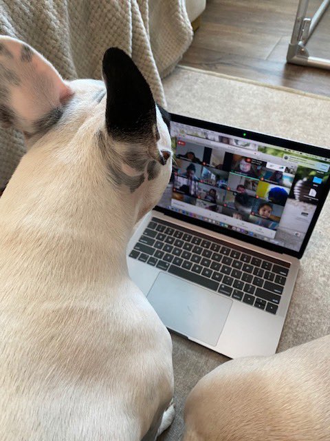 Julsk41's tweet photo. As a surprise for my students I had Walter Geoffrey ( an Instagram famous frenchie) join my class google meet! His owner Amber was amazing with the kids and sent a bunch of free merchandise for me to mail them. This brought smiles to my kiddos faces. @GCSDsuper @Englishvillage2 https://t.co/7VUjzGGpRQ