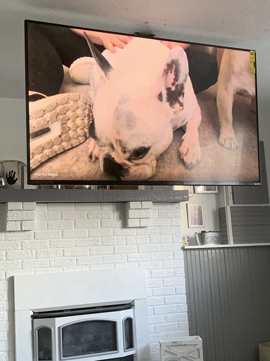 Julsk41's tweet photo. As a surprise for my students I had Walter Geoffrey ( an Instagram famous frenchie) join my class google meet! His owner Amber was amazing with the kids and sent a bunch of free merchandise for me to mail them. This brought smiles to my kiddos faces. @GCSDsuper @Englishvillage2 https://t.co/7VUjzGGpRQ