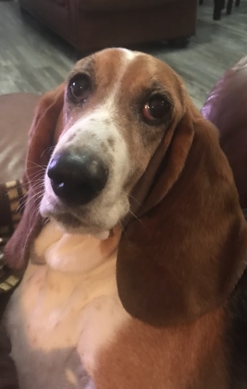 AmyNapierFL's tweet photo. @HeinzKetchup_US I would put this puzzle together with basset hound dogter Sydney!  She's pretty smart and as long it doesn't smell like ketchup, she probably wouldn't eat too many of the pieces! https://t.co/L89yUQiS7F