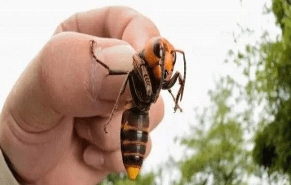 TheoGelves's tweet photo. #HiloTime. Esta vez hablaremos de un personaje recurrente por estos días: el avispón gigante, avispa asesina asiática o vespa mandarinia. Recientemente fue vista por primera vez en EE. UU. y se especula sobre su llegada a Colombia. Abro hilo para contarles por qué el alboroto... https://t.co/n8p2n8Lf9I