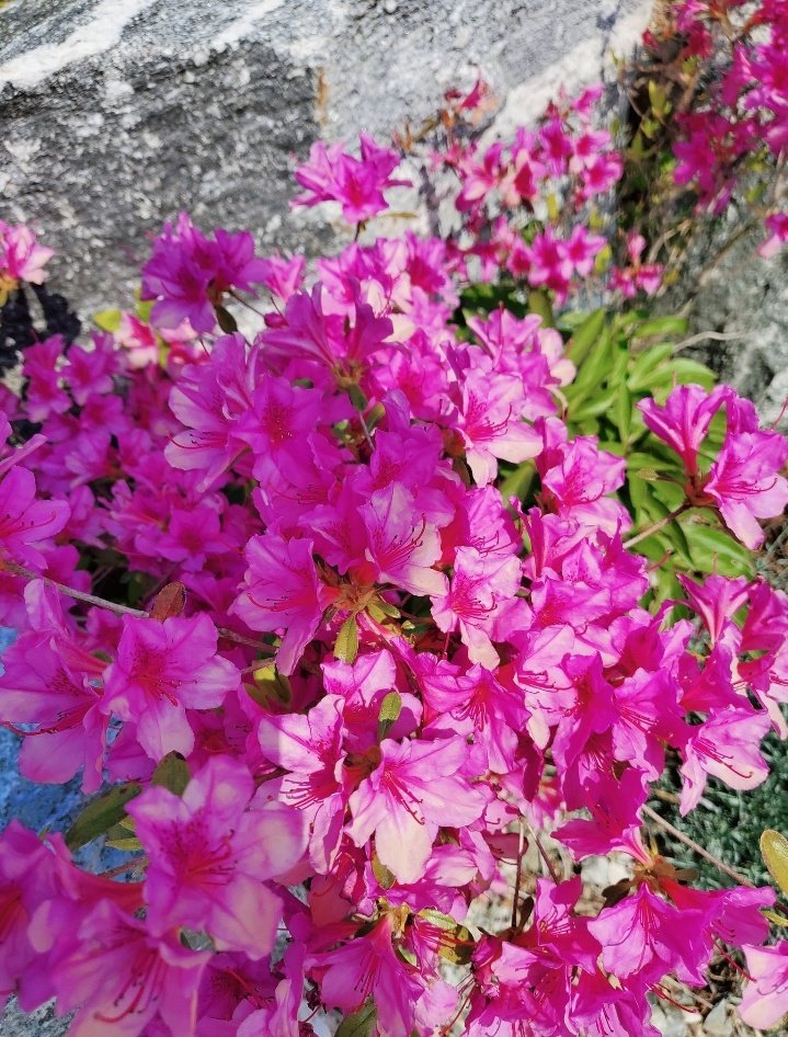 btsitfandom's tweet photo. BTS TWEET
Tweet di #RM #Namjoon [200507]
"In questi giorni!
Guardate sempre il cielo e i fiori in questi giorni" https://t.co/fdFepo4zgx