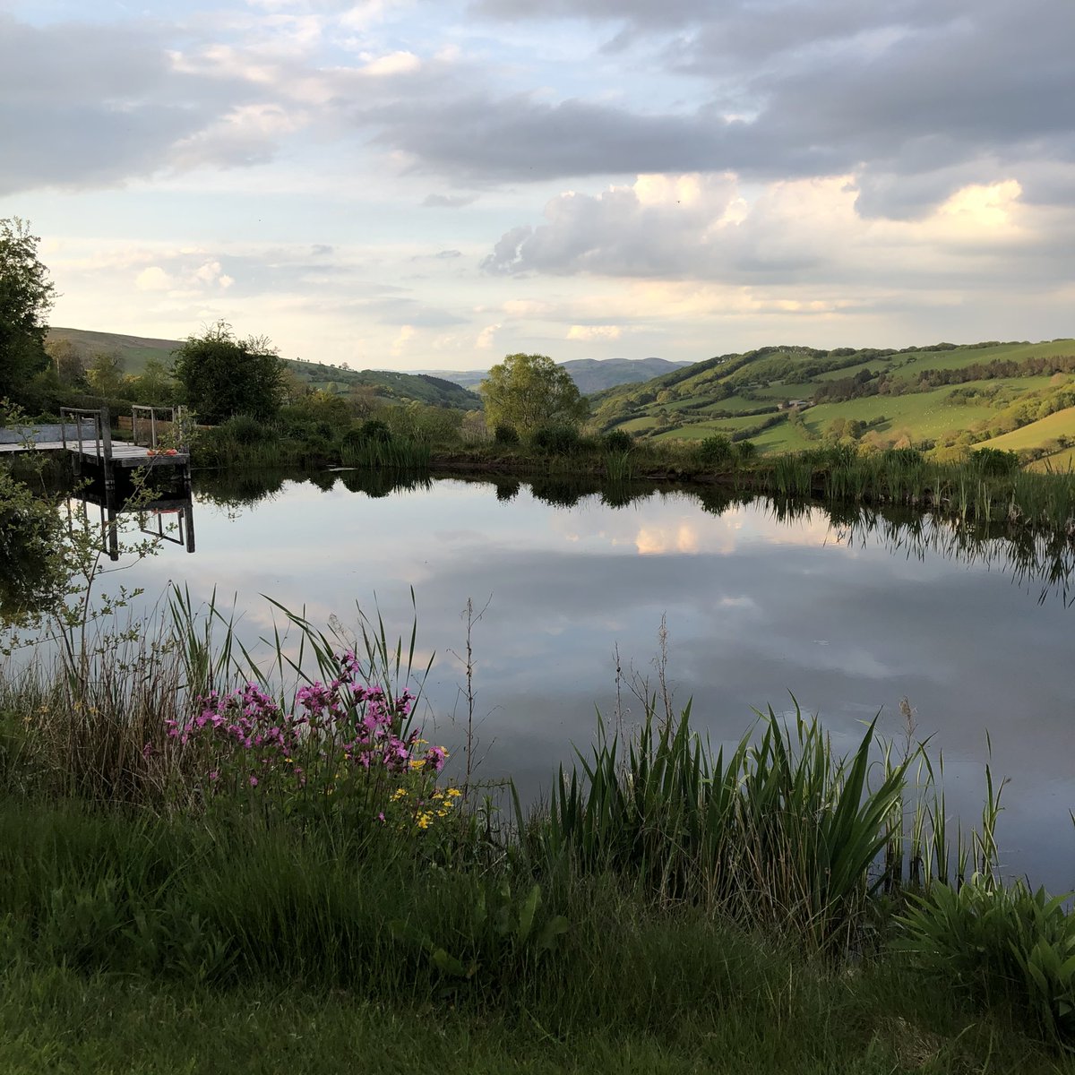 What an evening #cloud #wildswimming #pond #lavenderfarm #redcampion #sunset #evening #field #hedgerow #powys #wales We hope to welcome glampers to the farm again soon to visit the lavender fields and to stay @pantechnicon_powys