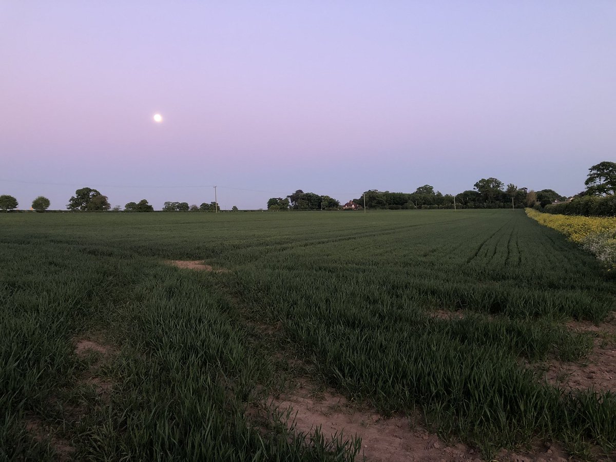 Cracking evening last night bit of crop walking with the mutts. Min till maize growing away well, autumn sown bumblebird strips looking the part alongside some December drilled seed plots for multiplication.