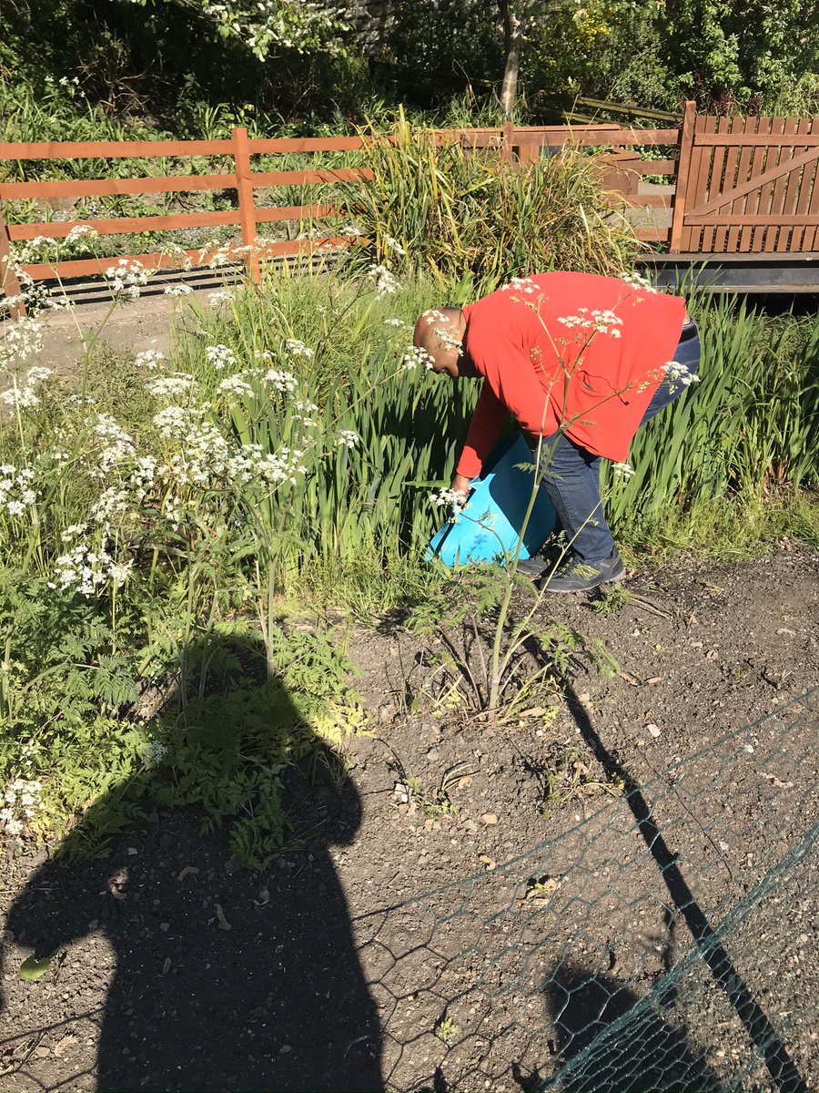 Home schooling learning about life cycle, tadpoles to frogs, who have a new home at meanwood urban valley farm #lifecycle #tadpoles