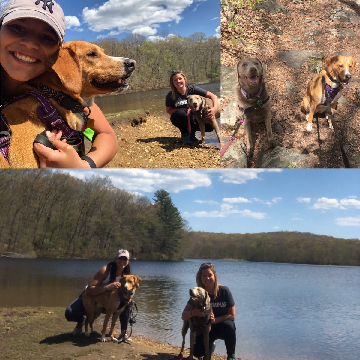KellyHickeyPHS's tweet photo. Social distance hikes with @PHS_MS_WELLS and our pups. #FreshAirThursday #CO2022SpiritWeek @MrCarlRJohnson @PLVBlueDevils https://t.co/UoM6VqvJjX